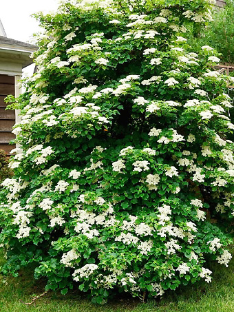 Climbing Hydrangea