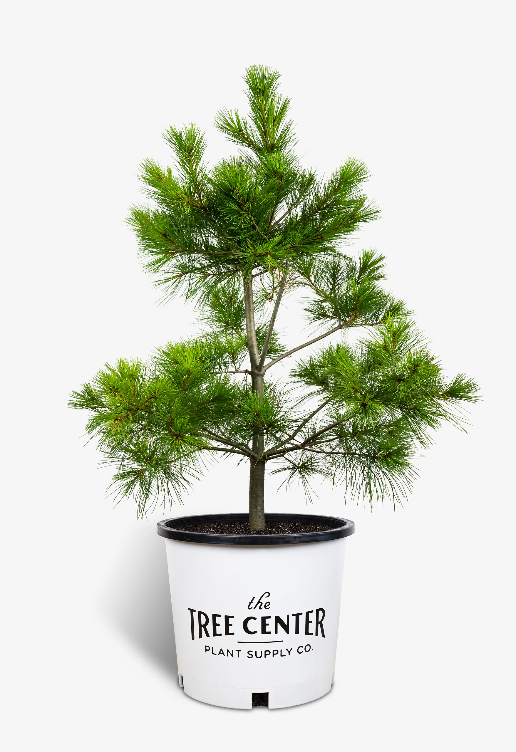 Eastern White Pine Trees For Sale The Tree Center