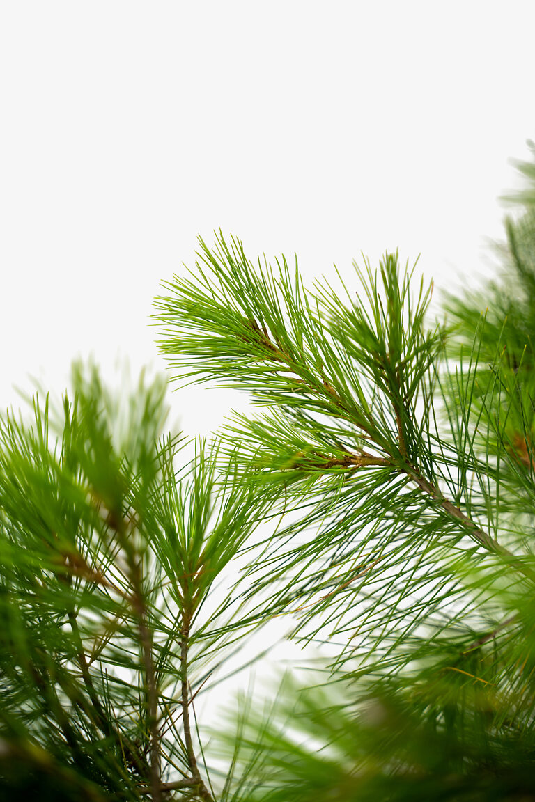 Eastern White Pine Trees For Sale The Tree Center