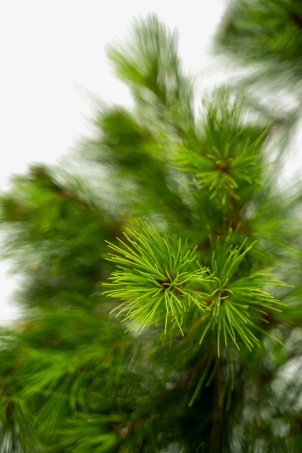 Eastern White Pine Trees For Sale The Tree Center
