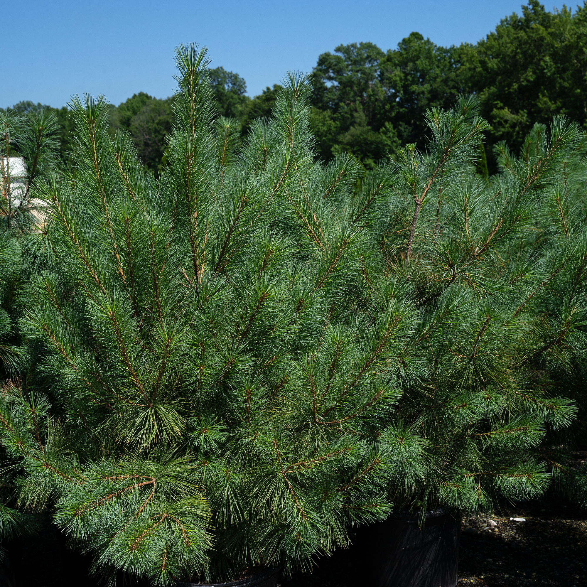 Eastern White Pine Trees For Sale | The Tree Center
