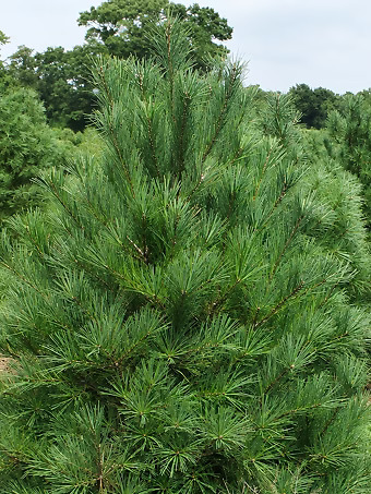 Eastern White Pine