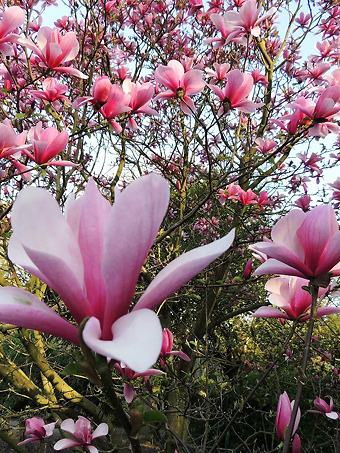Galaxy Magnolia Tree