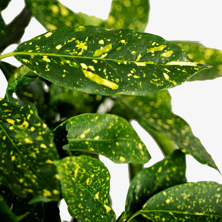 Gold Dust Aucuba Plant For Sale The Tree Center