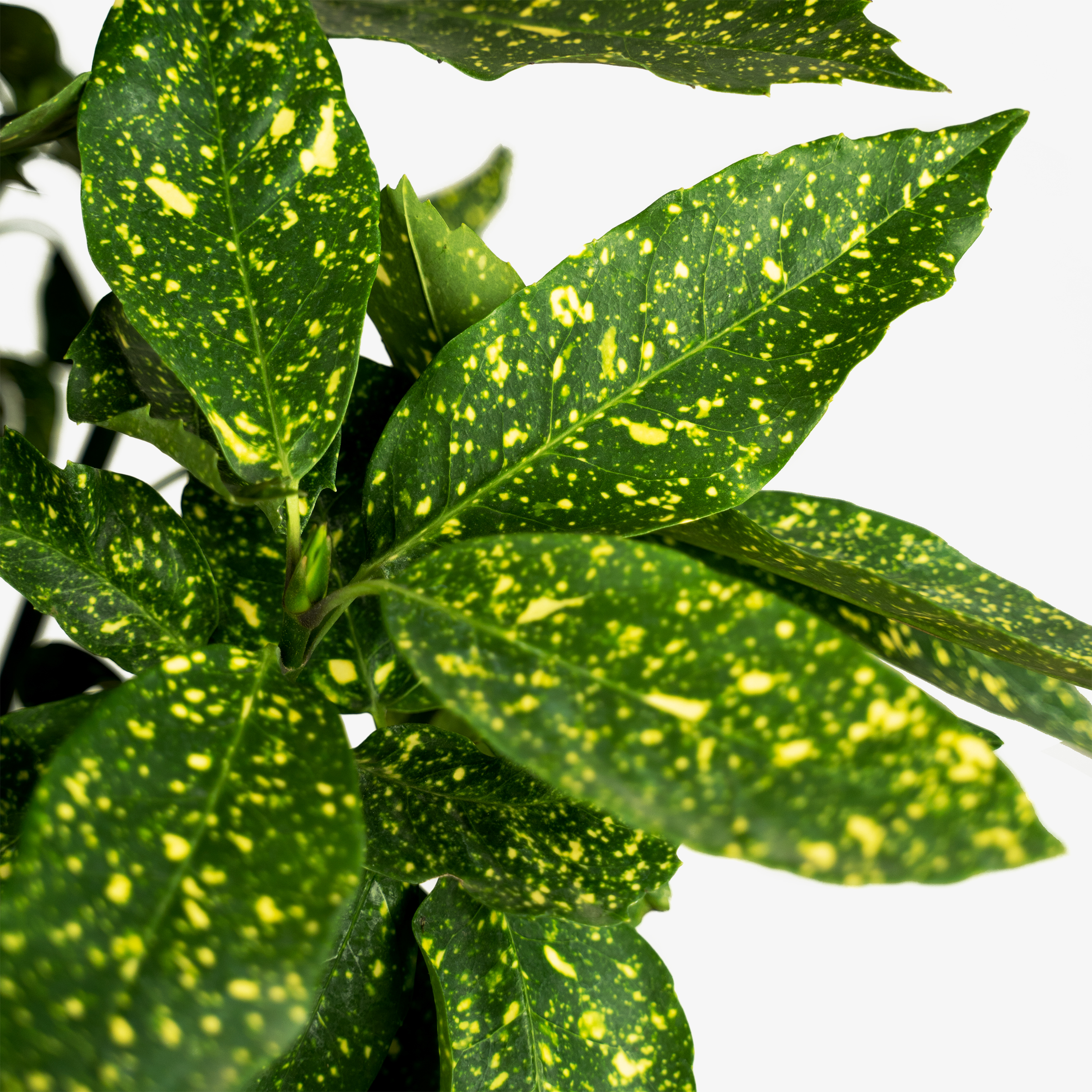 Gold Dust Aucuba Plant For Sale | The Tree Center