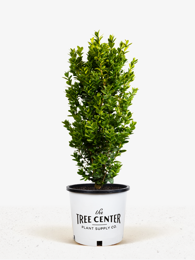 Wintergreen Boxwood For Sale The Tree Center