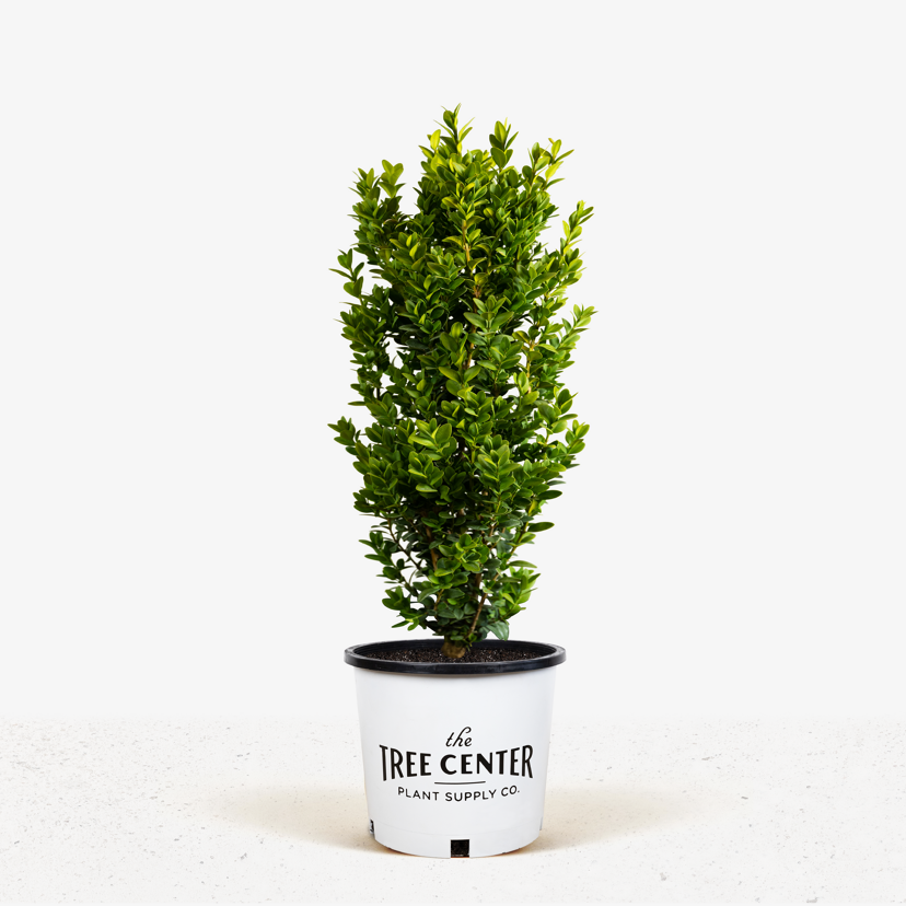 Graham Blandy Boxwood Shrubs For Sale The Tree Center