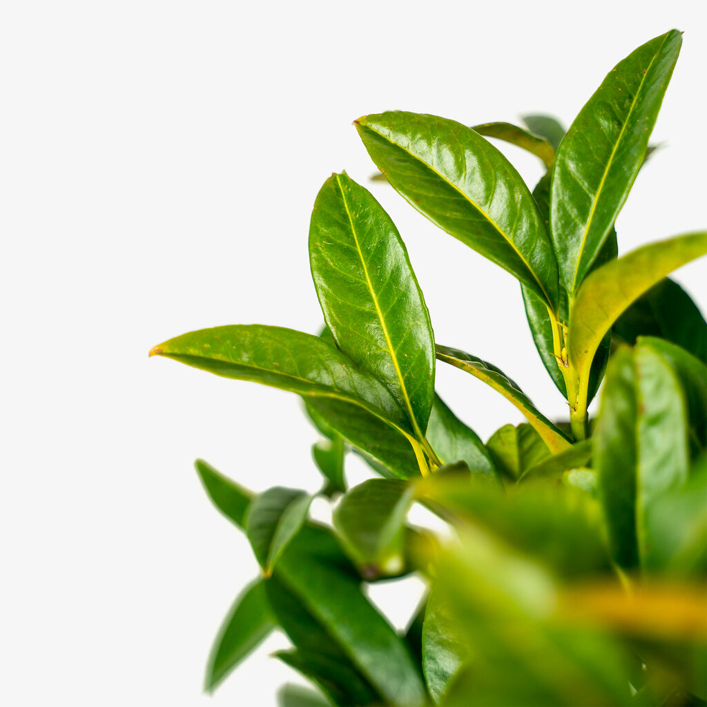 Chestnut Hill Cherry Laurel For Sale Online The Tree Center