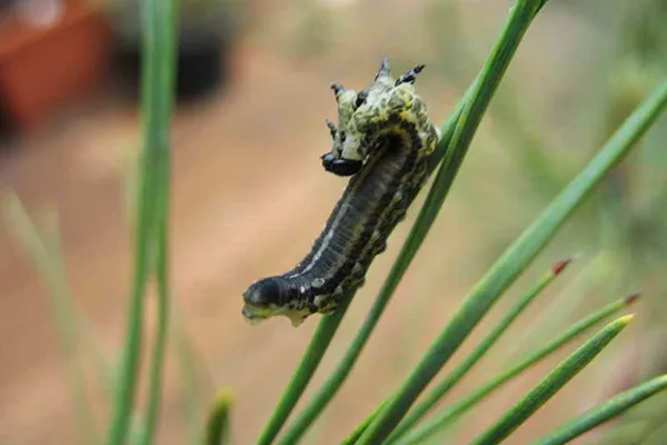 https://www.thetreecenter.com/c/uploads/2019/07/Pine-Sawfly-copy-jpg.webp