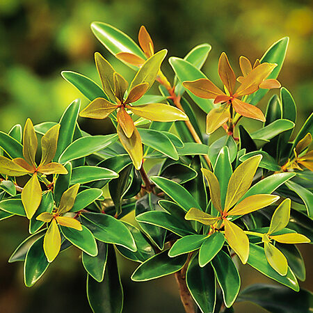 Bronze Beauty Cleyera