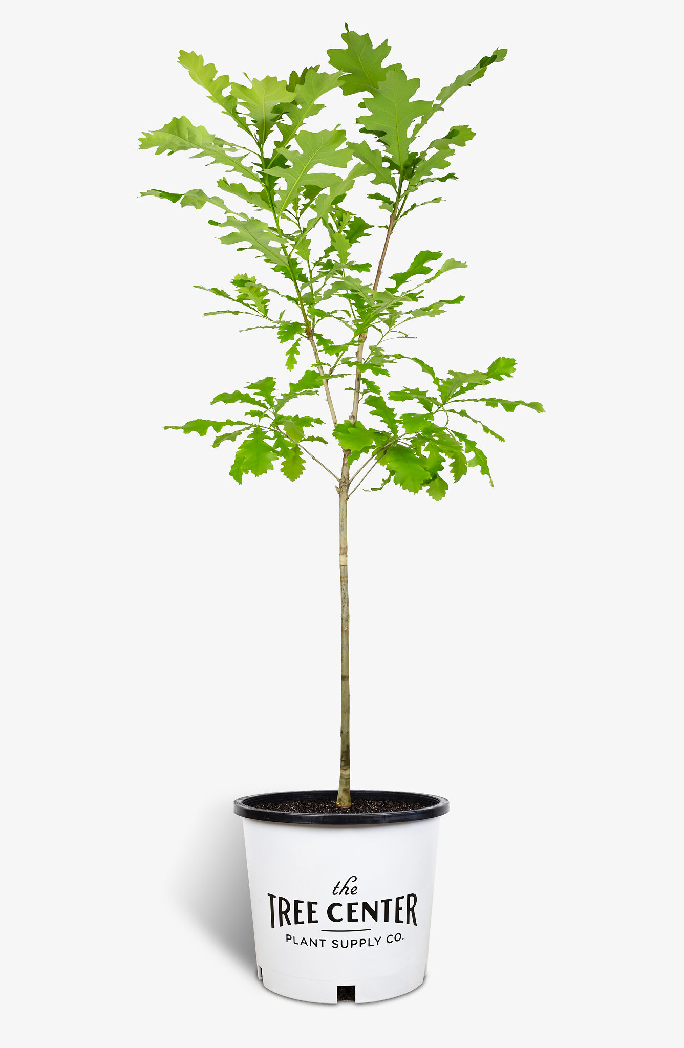 Bur Oak Tree For Sale Online The Tree Center