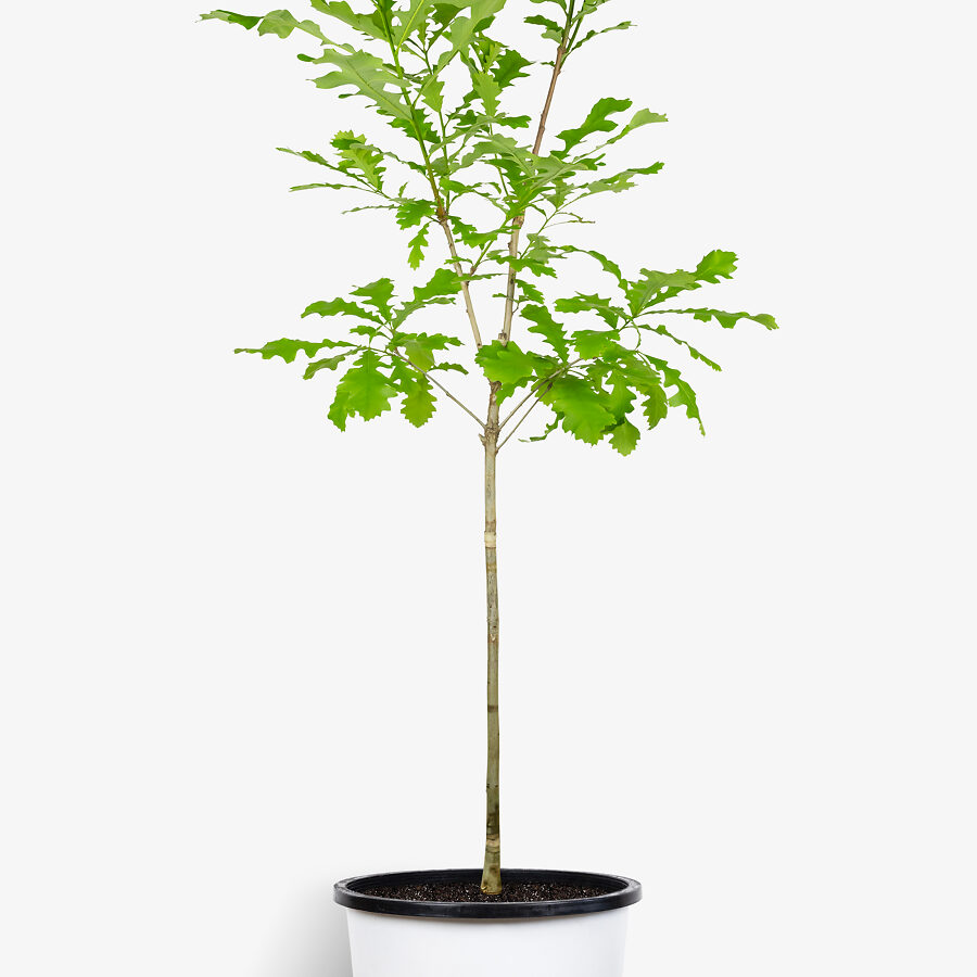 Bur Oak Tree For Sale Online | The Tree Center