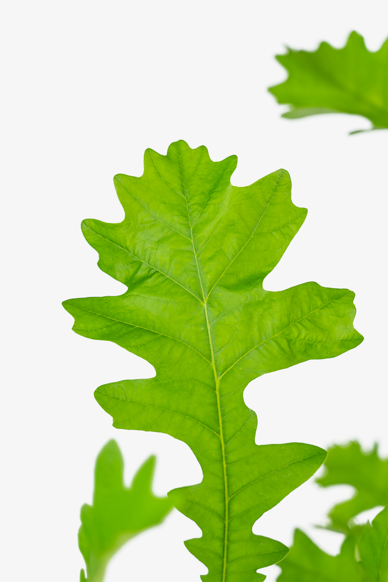 Bur oak tree for sale online the tree center