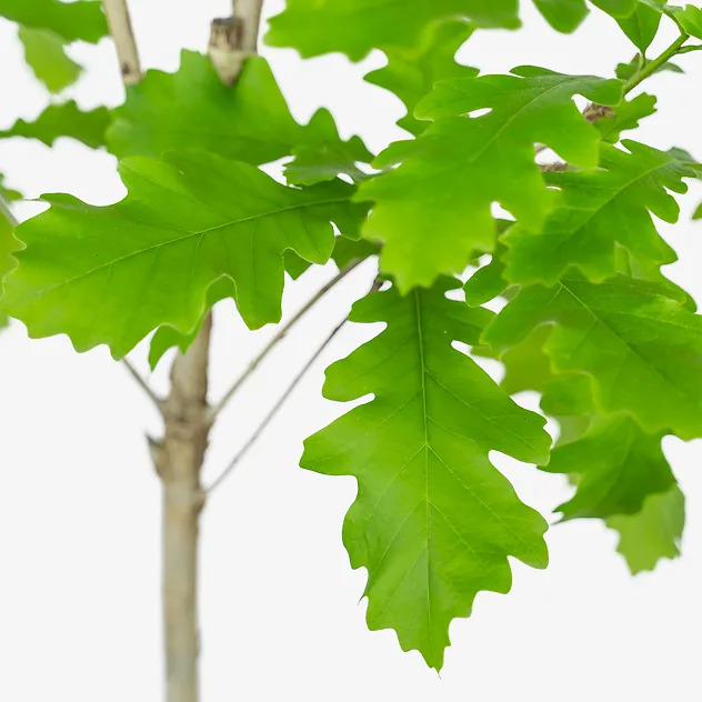 Bur Oak Tree For Sale Online | The Tree Center