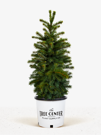 Colorado Green Spruce