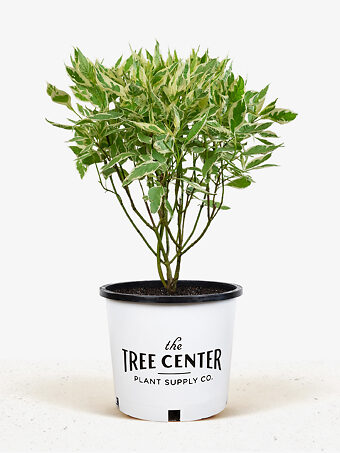 Ivory Halo Red Twig Dogwood