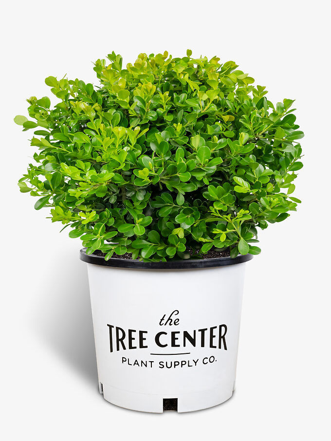 Buy Boxwood Shrubs Online Boxwood Shrubs For Sale The Tree Center