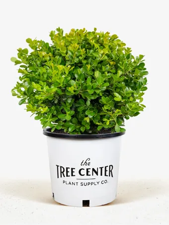 Japanese Littleleaf Boxwood