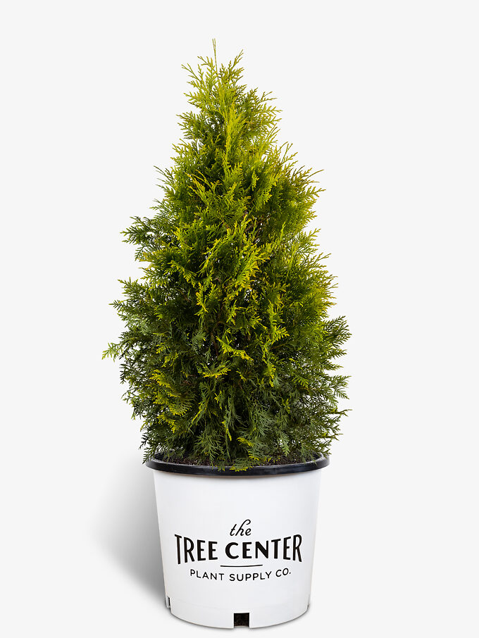 Arborvitae Trees for Sale Buy Arborvitaes Online The Tree Center