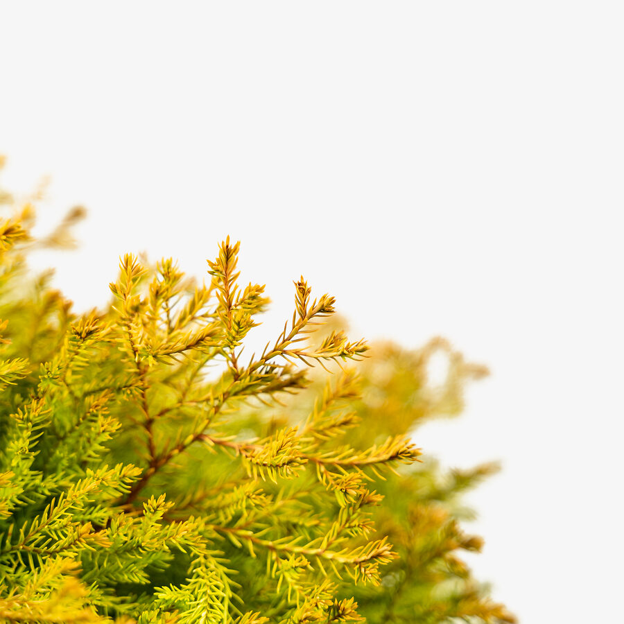 Buy Rheingold Arborvitae Online The Tree Center