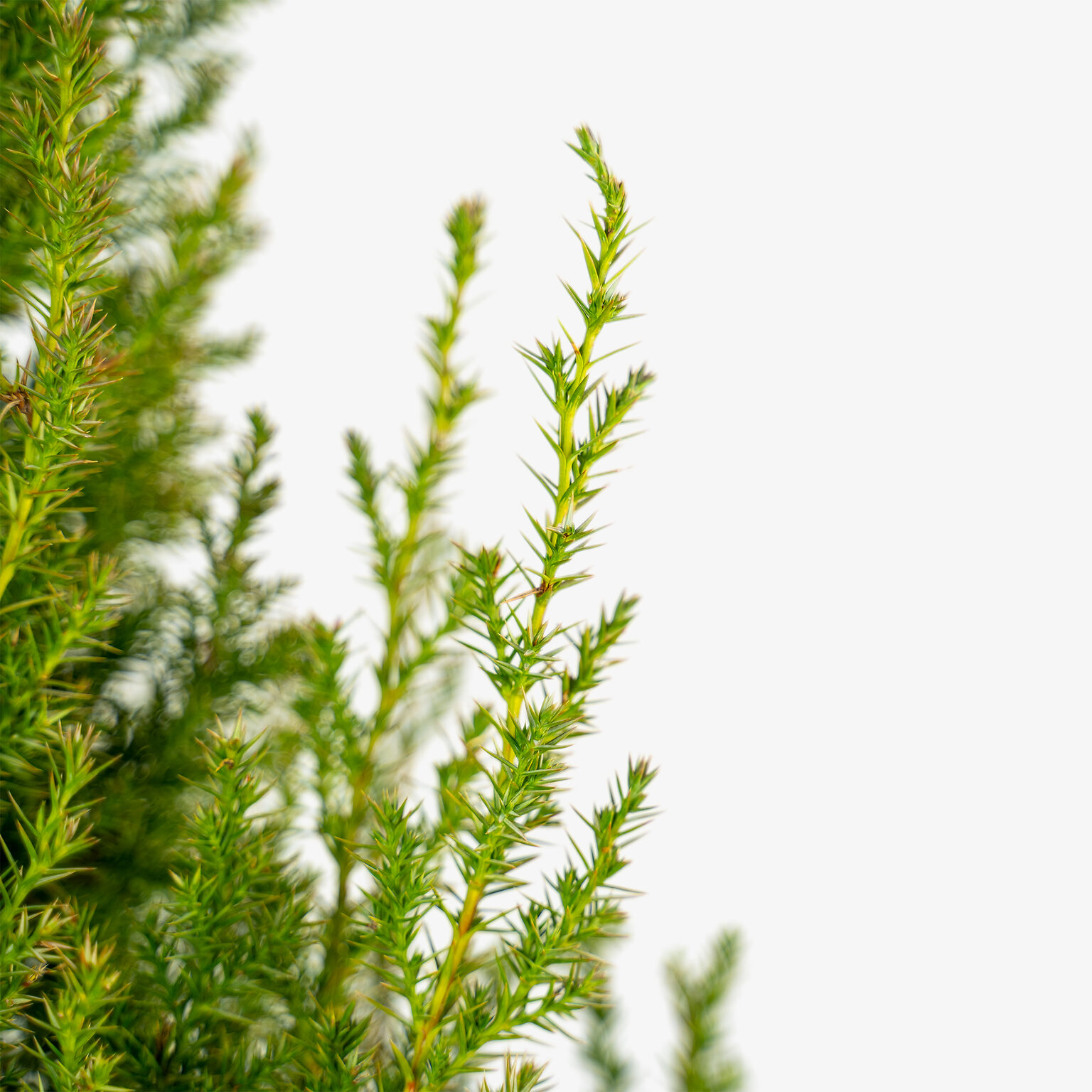 Star Power Juniper for Sale Online | The Tree Center