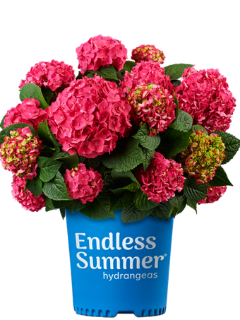 Summer Crush® Bigleaf Hydrangea