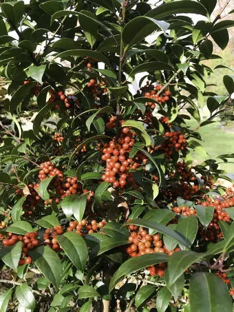 Winter Bounty Holly