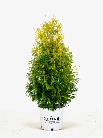 Yellow Ribbon Arborvitae