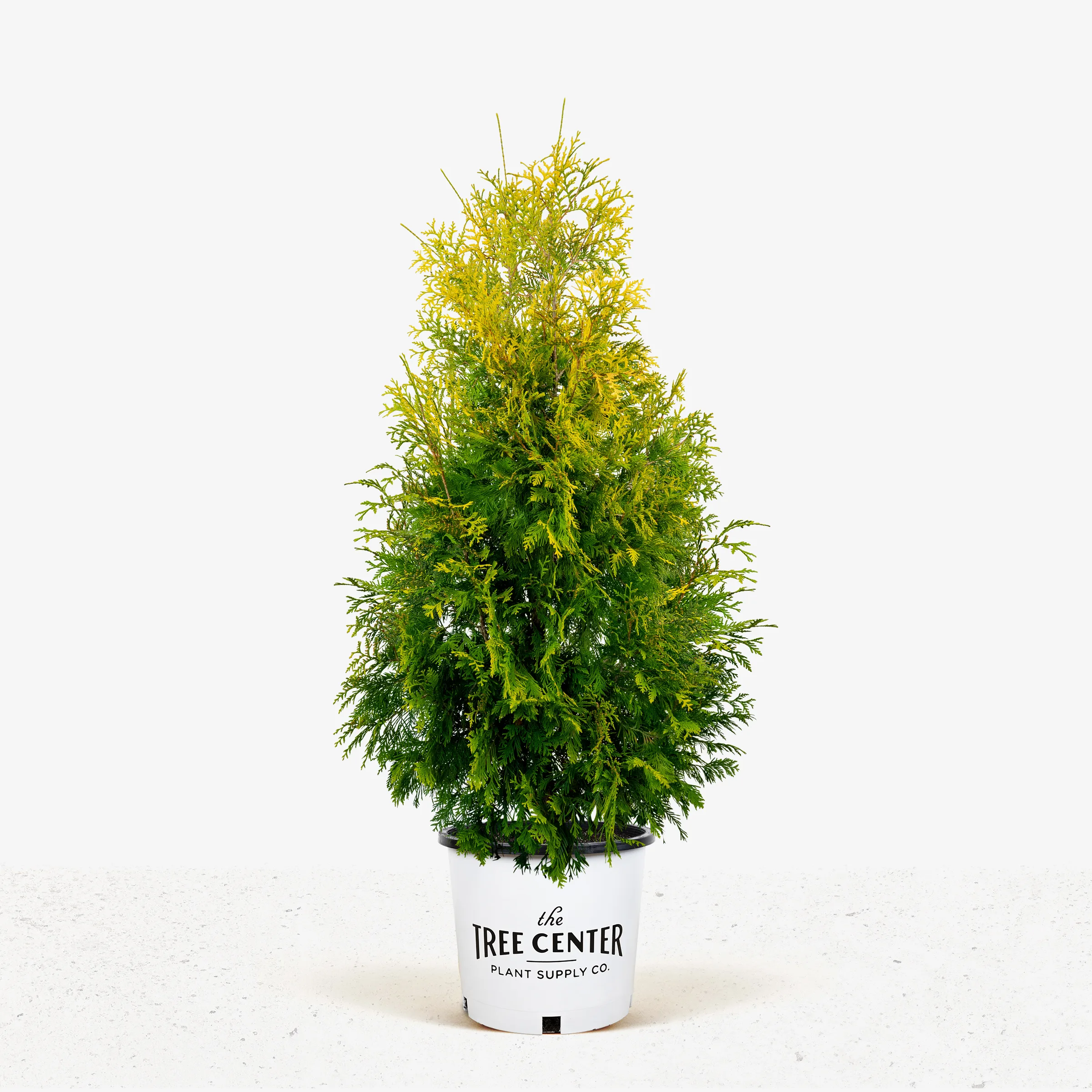 Thuja occidentalis 'Yellow Ribbon' - Iseli Nursery