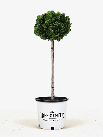 Graceful Dwarf Hinoki Cypress - Tree Form