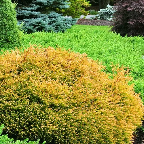 Thuja occidentalis 'Yellow Ribbon' - Iseli Nursery