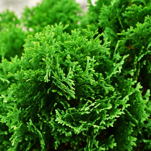 Buy Emerald Green Arborvitae Online