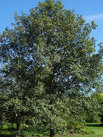 Swamp White Oak
