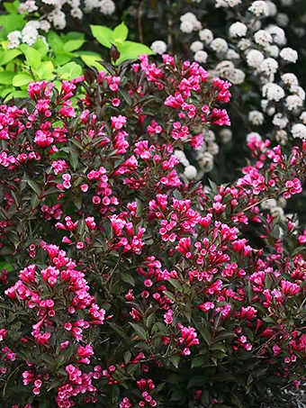 Sonic Bloom® Pure Pink Weigela, White Oak Gardens