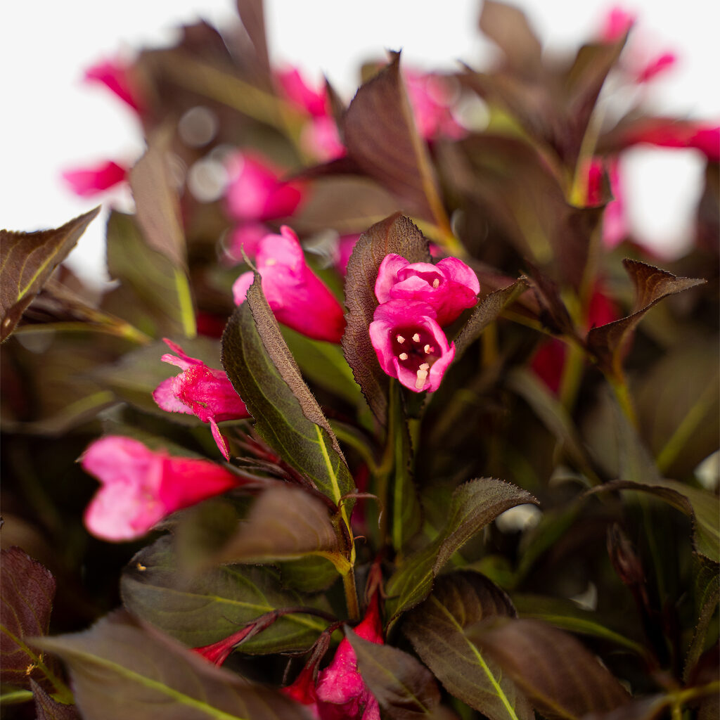 Wine & Roses Weigela