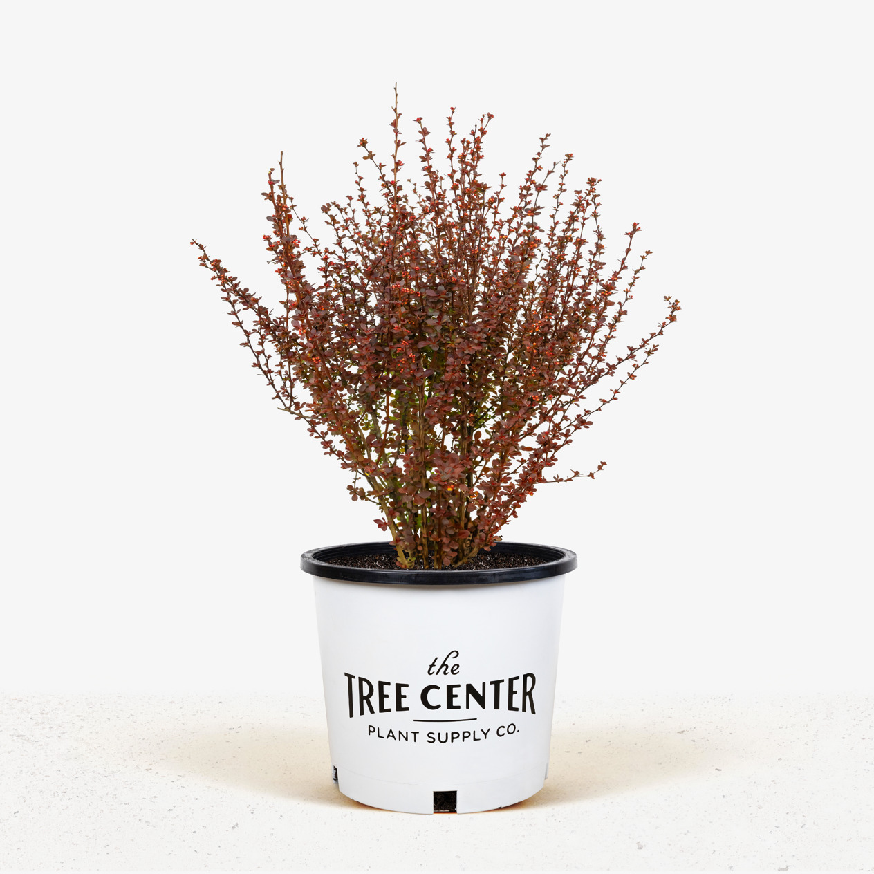Rosy Rocket Barberry For Sale Online | The Tree Center