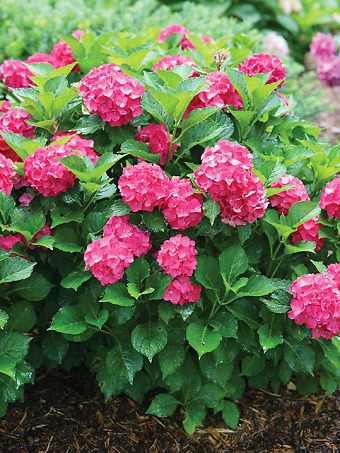 Cityline® Paris Hydrangea