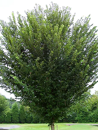 Princeton Elm Tree