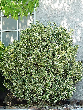 Silver King Euonymus