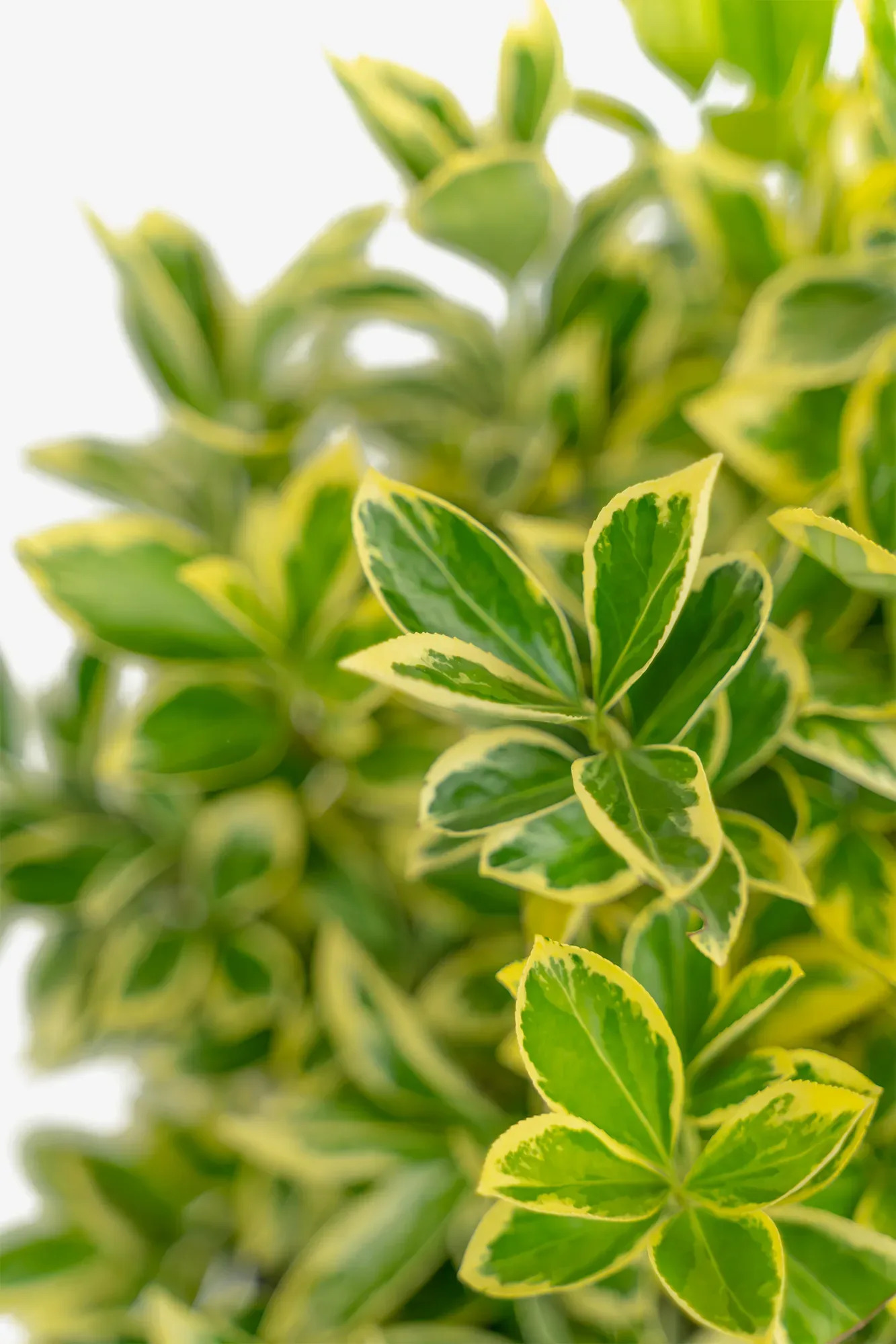 Silver King Euonymus For Sale Online | The Tree Center