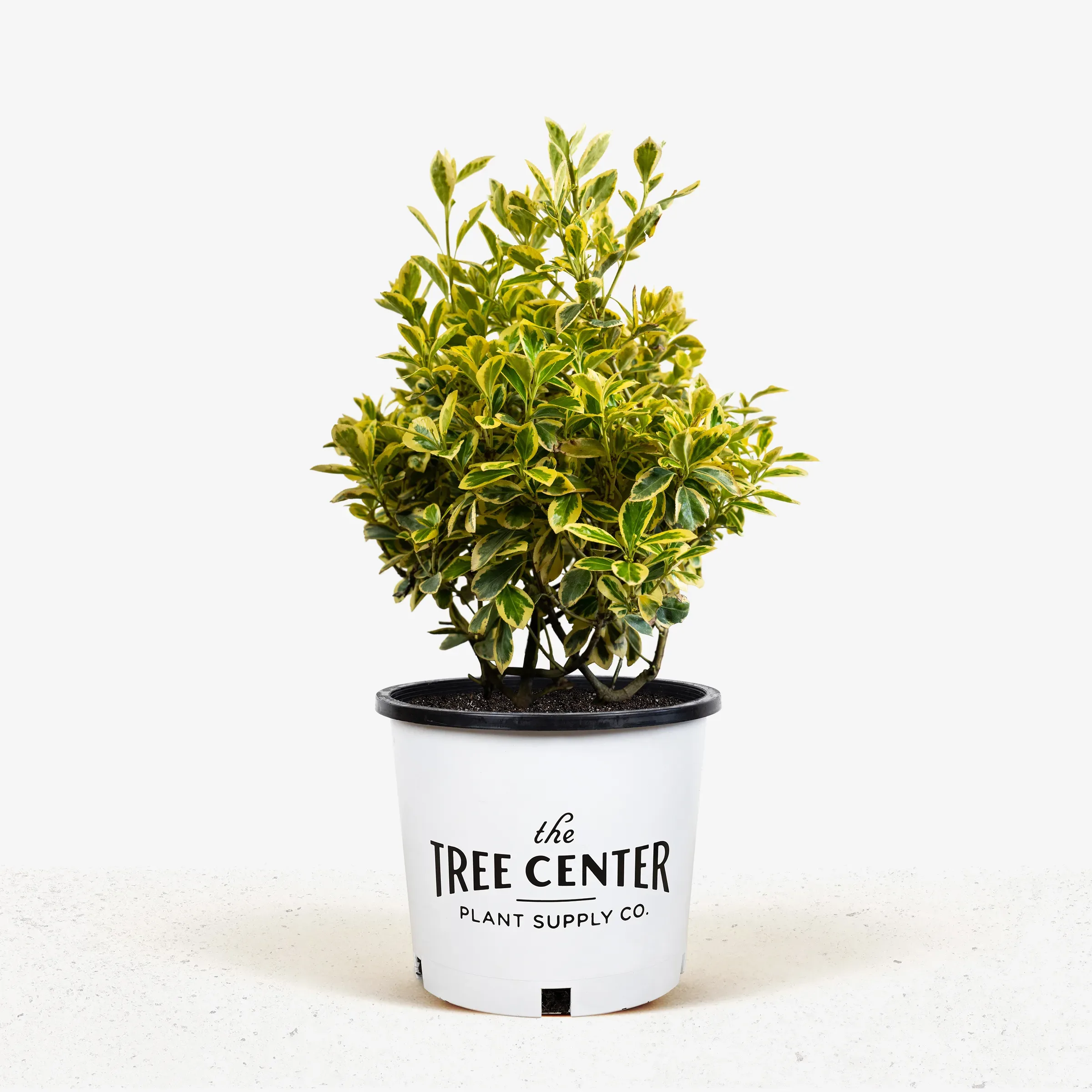 Image of Euonymus fortunei Silver Queen plant in container