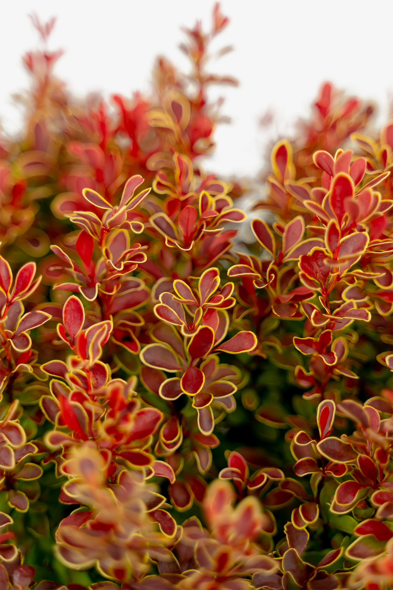 Admiration Japanese Barberry Shrubs For Sale Online The Tree Center