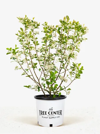 Autumn Magic Black Chokeberry