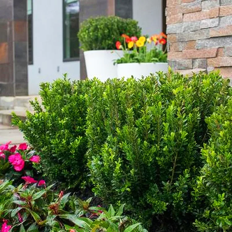 Baby Gem™ Boxwood - Southern Living Plants