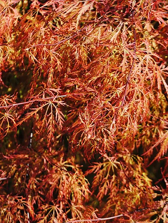 Baldsmith Japanese Maple