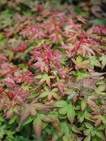 Beni Hime Dwarf Japanese Maple