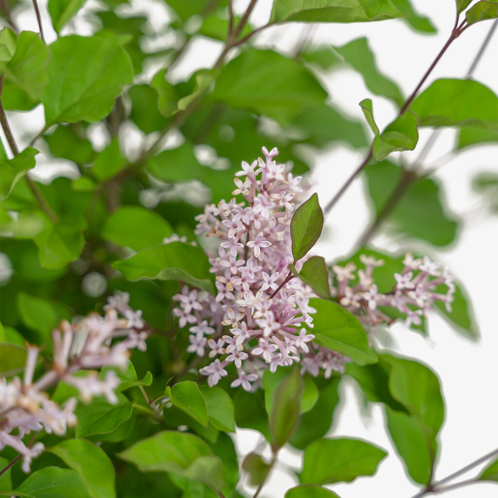 Bloomerang Dark Purple Lilacs For Sale Online The Tree Center