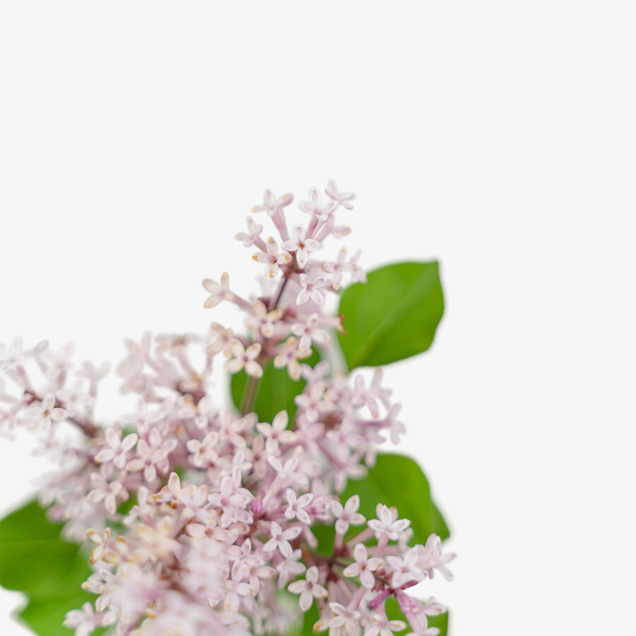 Bloomerang Dark Purple Lilacs For Sale Online The Tree Center