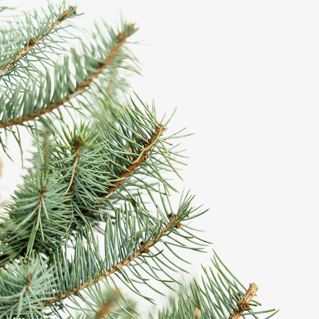 Blue Diamond Spruce Trees For Sale Online The Tree Center