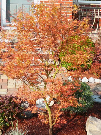 Bonfire Japanese Maple
